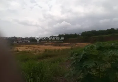 Terrain 1000 m² – Douala