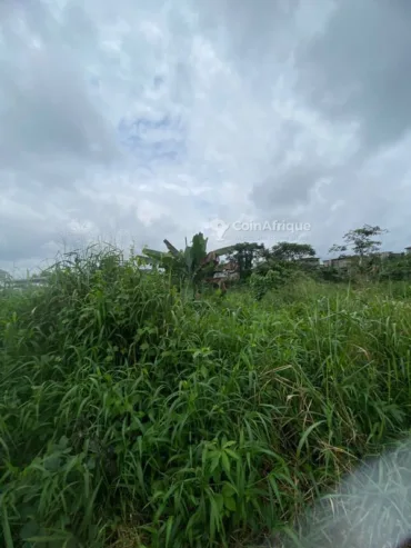 Terrain 1000 m² – Douala