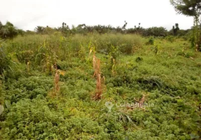 Terrains agricoles – Cameroun