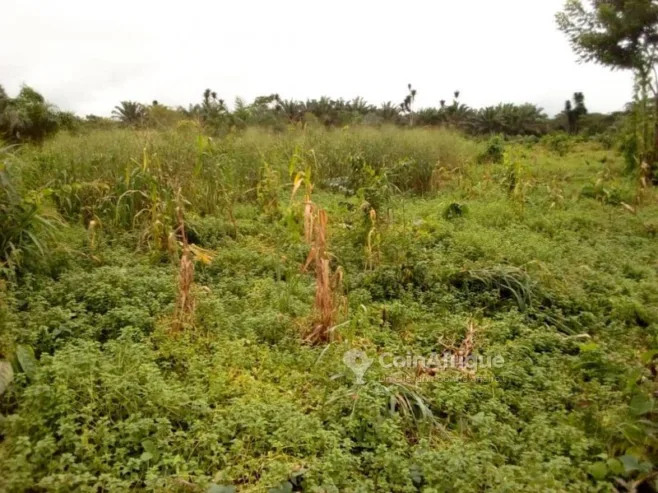 Terrains agricoles  – Cameroun