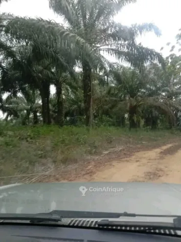 Vente  plantation de Palmiers