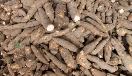 Prix du kilo de manioc au Cameroun