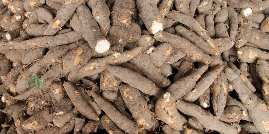 Prix du kilo de manioc au Cameroun