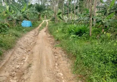 Terrain agricole 2000 m² – Douala