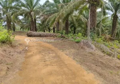 Terrains titr – Ngombe après lendi