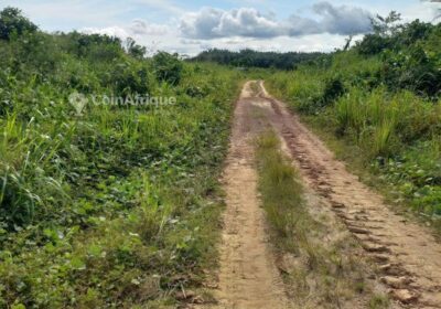 Terrain titré et lotis 10 hectares – pk27