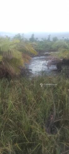 Terrains 1000m²  – douala