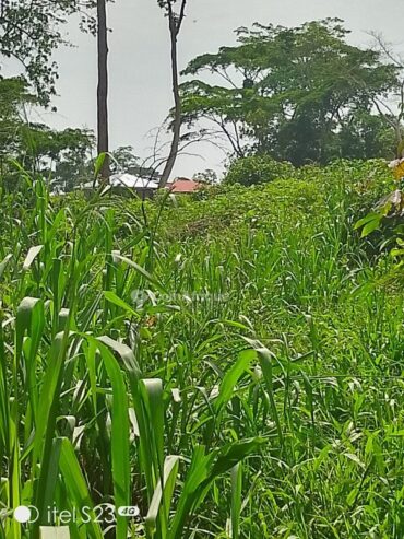 Terrain agricole – Nyom