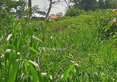 Terrain agricole – Nyom