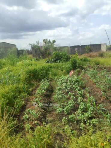 Terrain agricole – Yassa