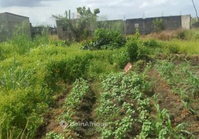 Terrain agricole – Yassa